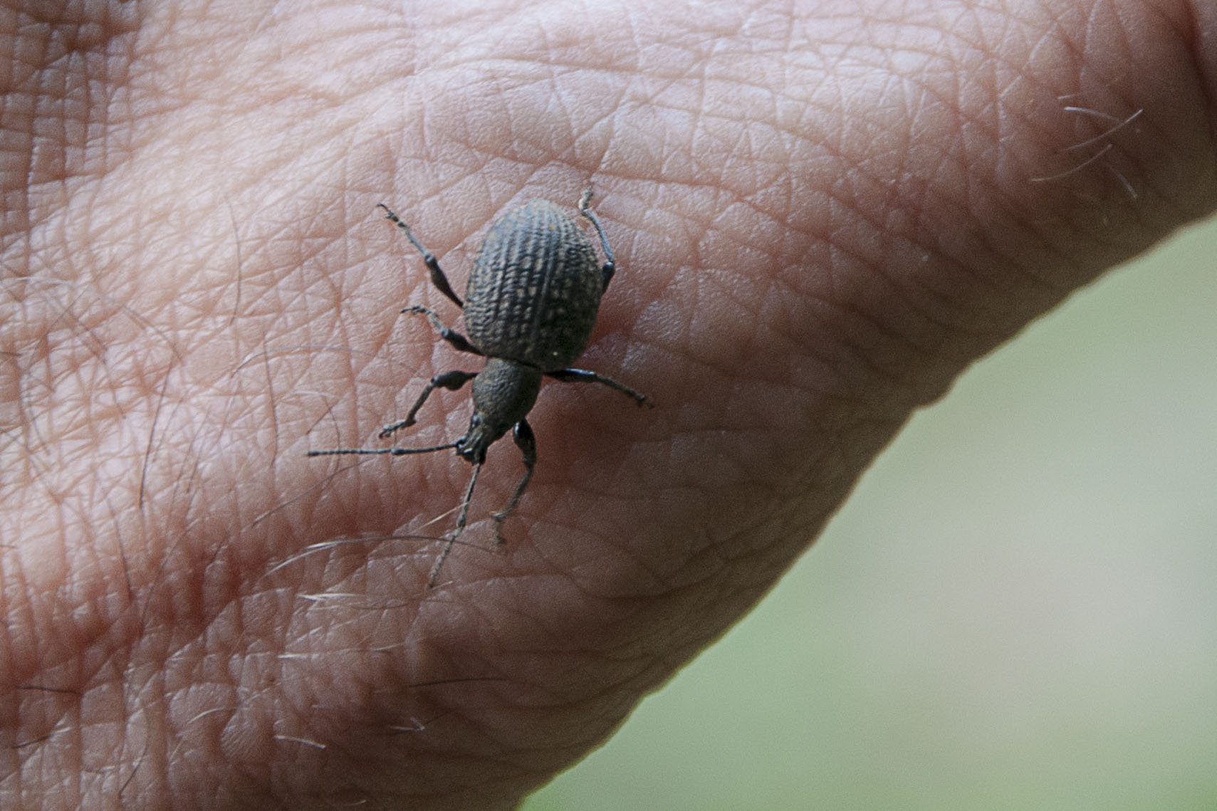 Otiorhynchus armadillo, Curculionidae